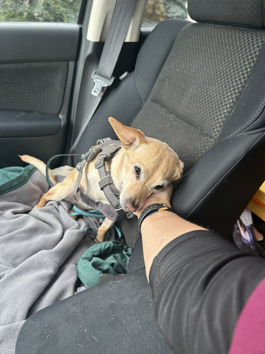 am_1634's tweet image. Honestly I think this is the first picture I have that captures how much love Ruby has when looking at me
