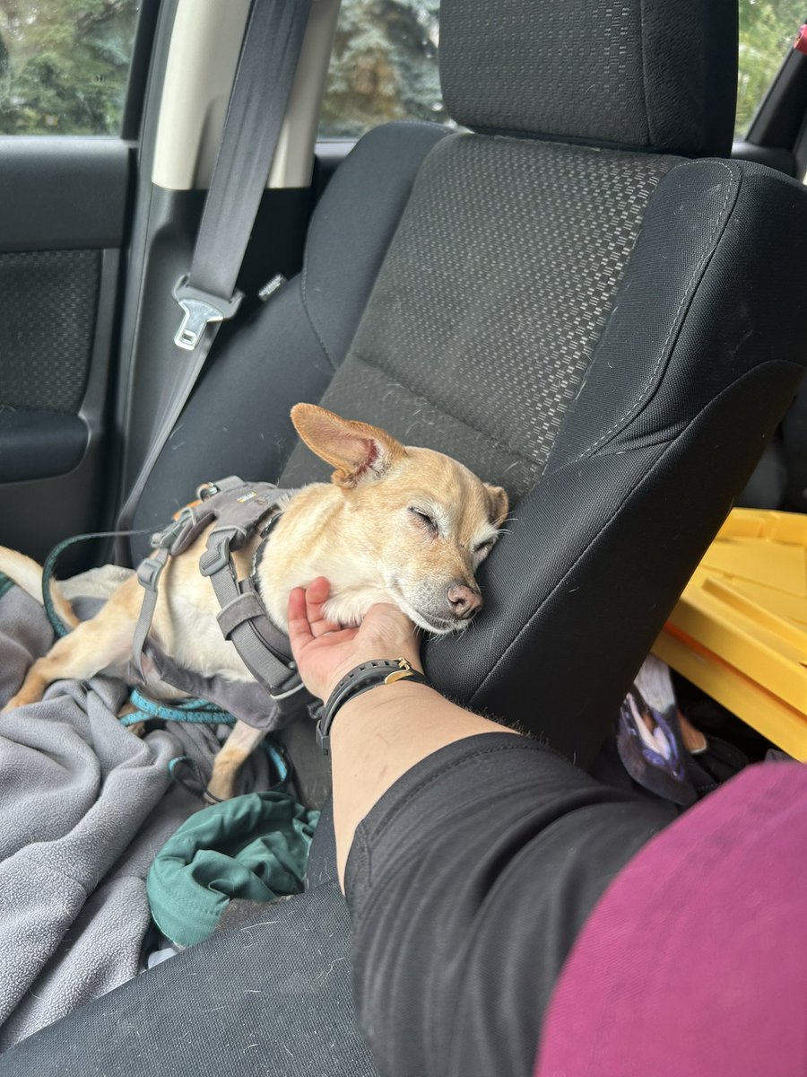am_1634's tweet image. Honestly I think this is the first picture I have that captures how much love Ruby has when looking at me