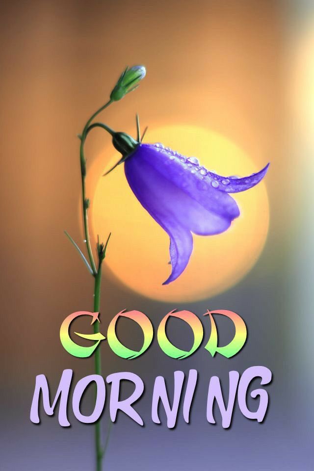 plpaneer's tweet photo. 🌞 Good Morning!
Wishing you a day filled with positivity, purpose, and peace.
Take a deep breath, smile, and step into today with confidence — great things are ahead! 💪🌼✨ https://t.co/0KTziEwgpZ