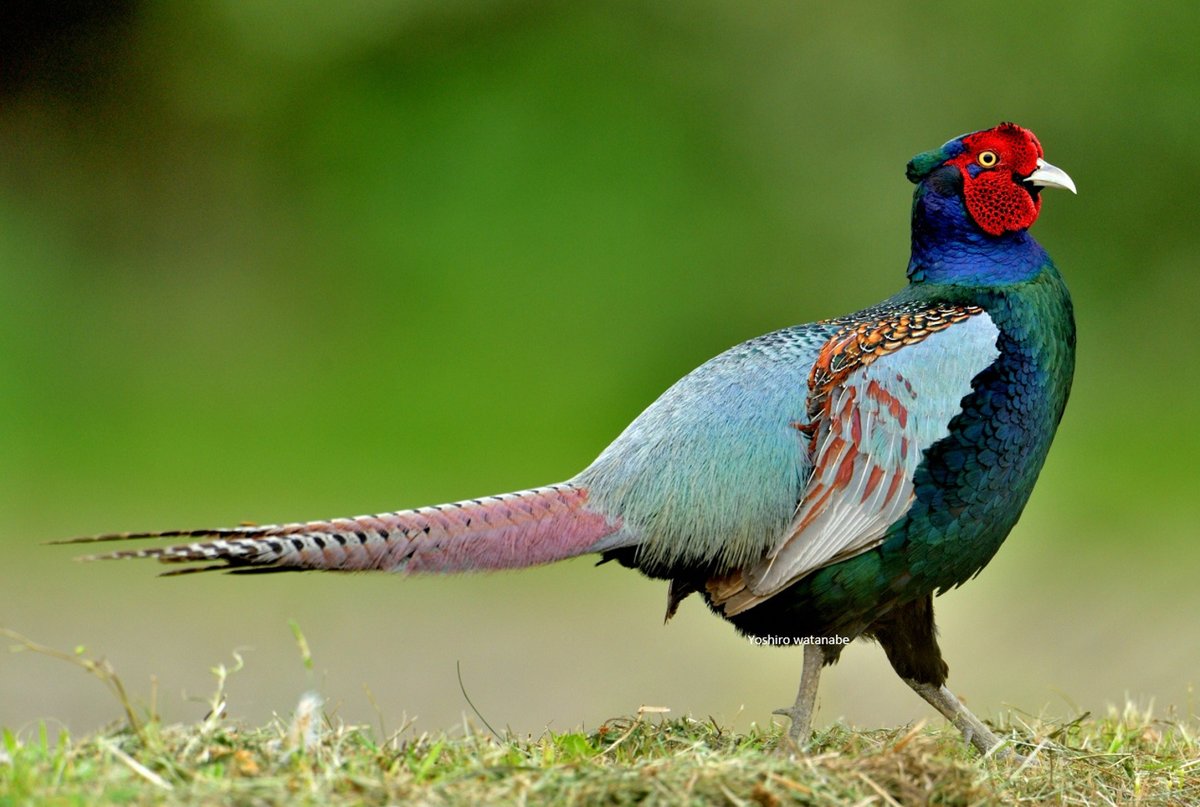 美の競演.A contest of beauty.(時計回り)キンバト,キジ,サルハマシギ,ブッポウソウ.(Clockwise)Emerald Dove,Common Pheasant,Curlew Sandpiper, Oriental Dollarbird.#birds #wildlife #nature #wildbirds #birdphotography #wildlifephotography #NaturePhotography #野鳥 #野鳥撮影 #珍鳥 #希少種