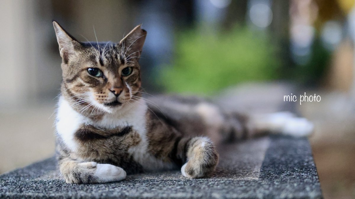 mic19951010's tweet image. 今日のにゃんこ達🐈 2025/7/26
#photography
#ファインダー越しの私の世界 
#キリトリセカイ