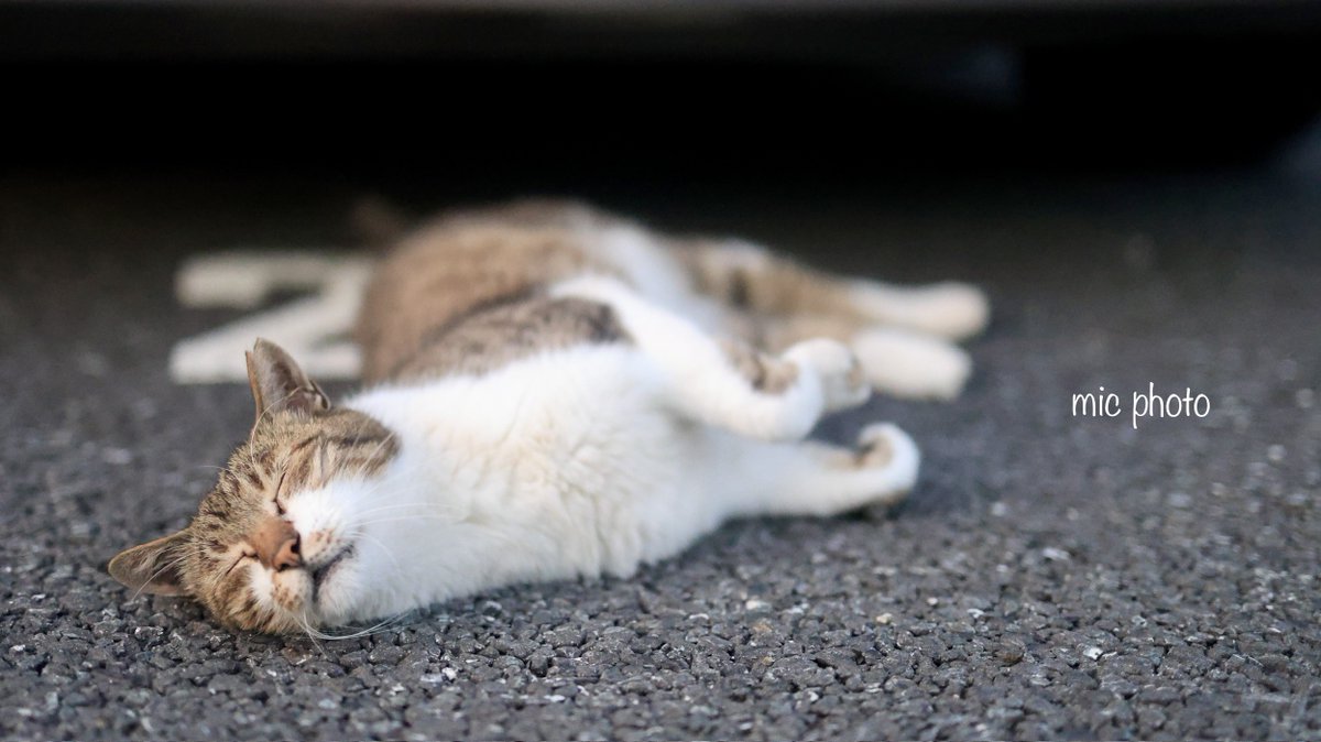 mic19951010's tweet image. 今日のにゃんこ達🐈 2025/7/26
#photography
#ファインダー越しの私の世界 
#キリトリセカイ