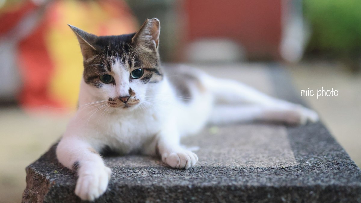 mic19951010's tweet image. 今日のにゃんこ達🐈 2025/7/26
#photography
#ファインダー越しの私の世界 
#キリトリセカイ