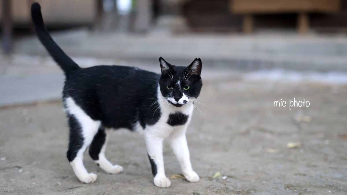mic19951010's tweet image. 今日のにゃんこ達🐈 2025/7/26
#photography
#ファインダー越しの私の世界 
#キリトリセカイ