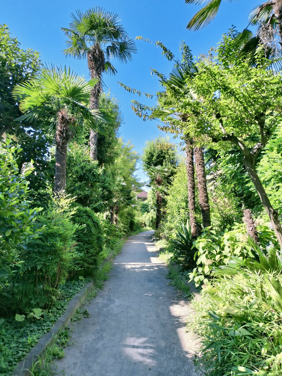 Openwings2025's tweet photo. You might think this photo was taken in a tropical paradise—but to your surprise, it's actually in Tokyo!
Can you guess where it is?
#Tokyo #HiddenGemTokyo #TropicalVibes #UrbanOasis #TokyoTravel #Japan #TokyoViews #GuessTheSpot #TokyoScenery #TravelTokyo https://t.co/tgQOhWVhIK