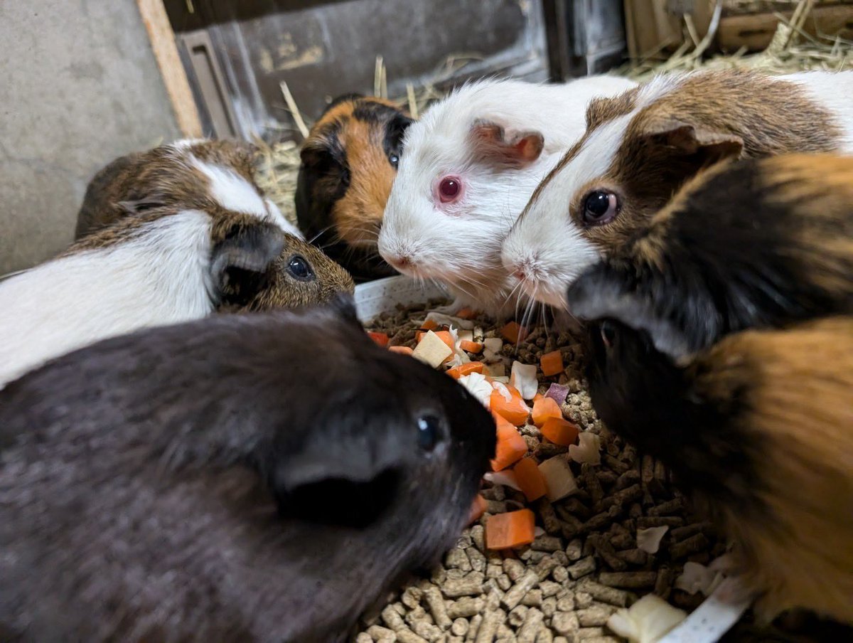 non_hoi_park's tweet image. 【展示おやすみのお知らせ🐹】
本日と明日(7/26,7/27)、施設整備のため #テンジクネズミ の展示をおやすみさせていただきます。あらかじめご了承くださいませ。 #なかよし牧場 #豊橋 #動物園 #プイプイ通信 #華麗なるモルケツ #zoo #guineapig
