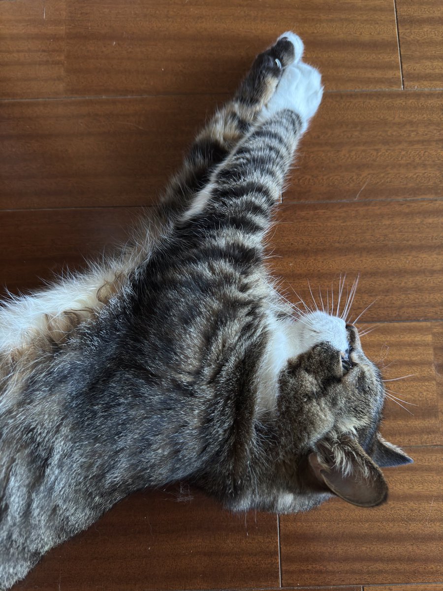 poncho_neko's tweet image. 雄叫び忘れてた…にゃお！