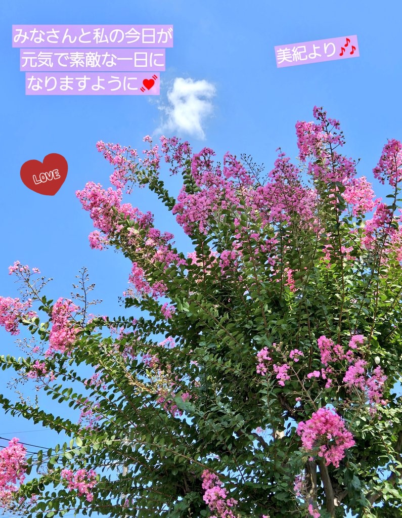 19mikitakahashi's tweet image. おはようございます❤昨日より暑いなんて💦溶けそうになったらお互いのこと思い出して頑張りましょうね✊💕昨日出逢った百日紅はあの陽射しの中、可愛くニッコリ涼しげに咲いていました💗その佇まいに癒されました✨
さあ～今日も一日楽しいこと探してファイトでいきましょう💕みんなで一緒に😉💕💕💕