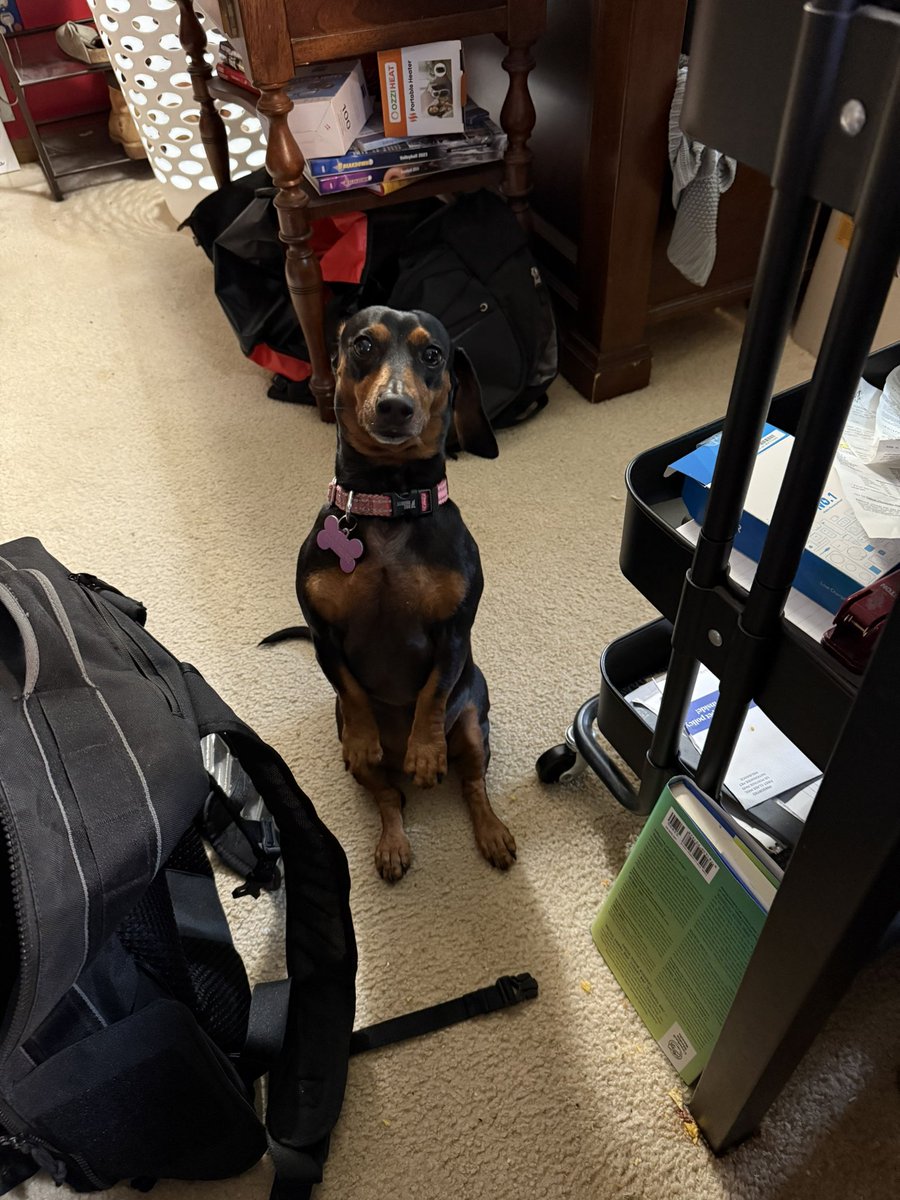 rwilliamson29's tweet image. First day back to work at KARE after a brief vacation and the Williamson home office is in full effect and someone seems quite happy about that.