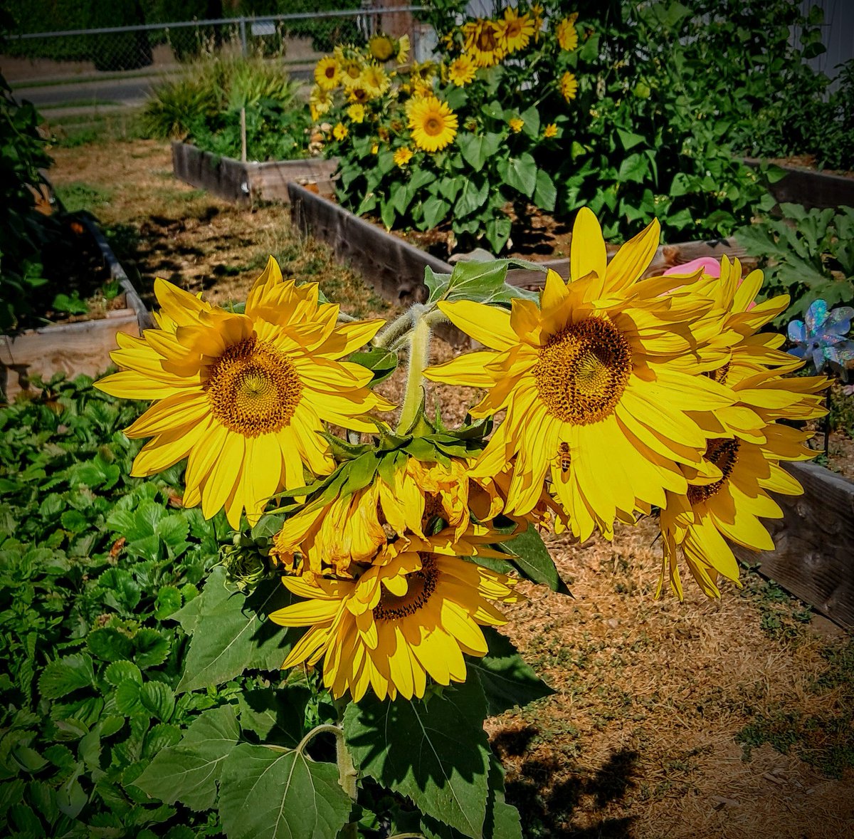 "Flowers and bees in my garden!" #GardeningX #FlowersOnFridays