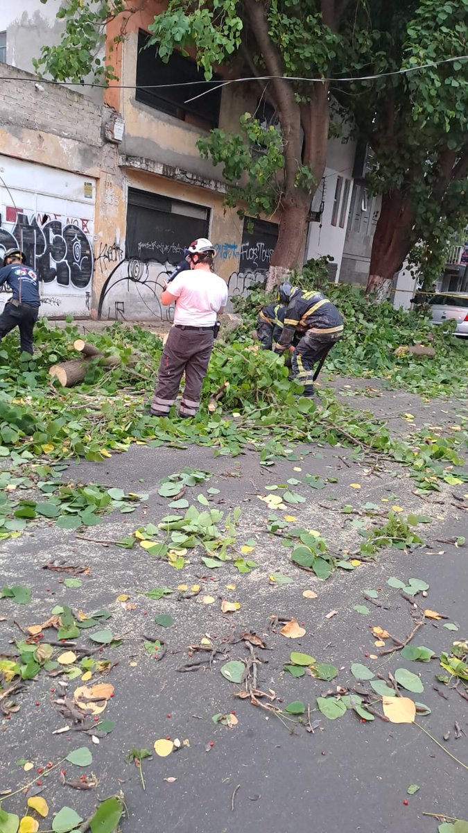 SGIRPC_CDMX's tweet image. En Tajín y Luz Saviñón, Col. Narvarte, @BJAlcaldia, se registró la caída de un árbol de 15 m de longitud por 50 cm de diámetro, sin causar afectaciones mayores. Fue seccionado por @Bomberos_CDMX y personal de la #UGIRPC. #TrabajandoJuntos #LaPrevenciónEsNuestraFuerza