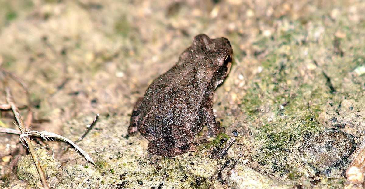 kala61857's tweet photo. Toadlet
This is what those tadpoles turn into. Tiny toads were hopping all over the place.
Gulf Coast Toadlet (Incilius nebulifer)
https://t.co/pG9fgJ2nPs
#herping #toadlet #cutebaby #NaturePhotography https://t.co/R5iYATRXTT