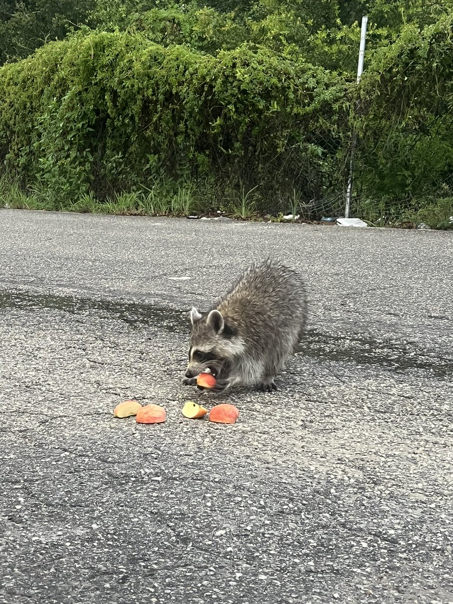 sailxrmn's tweet image. lowkey emotional thinking about how i cut up some apple slices for this lil lady she was so polite