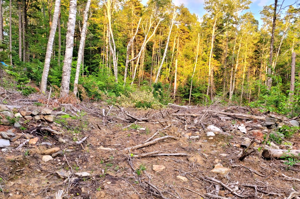Based_Jedi's tweet image. Started work this evening on rebuilding the 300 year old wall that the loggers obliterated. I know it's not much to look at yet, but in time it'll take shape.