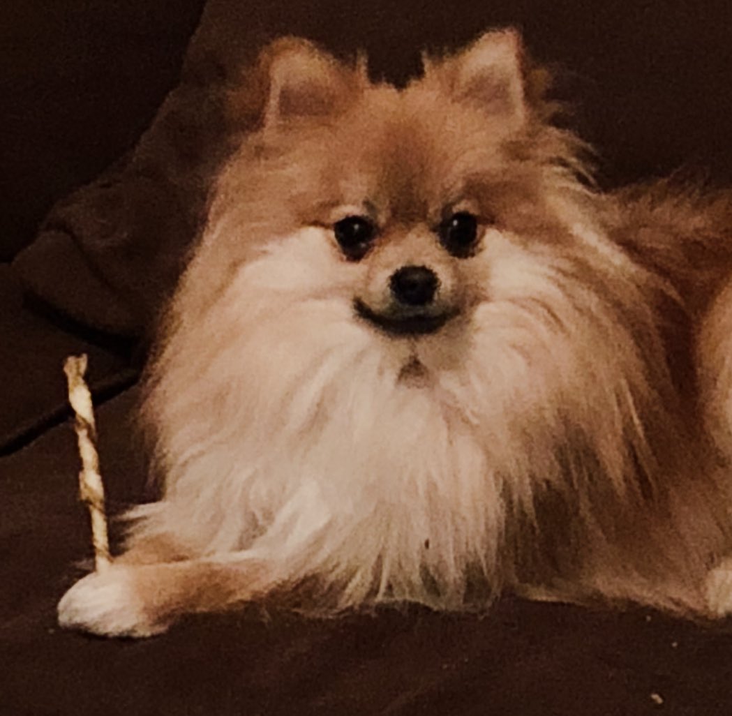 Angel went from being too overheated from her fur to needing a sweater in our ac because we sheared her.

Good night everyone