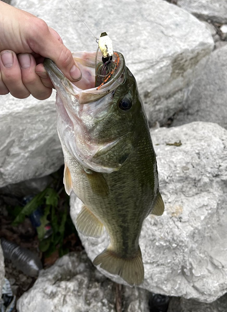 AniOutdoor's tweet image. Rainy day today
This guy had a nice belly on him