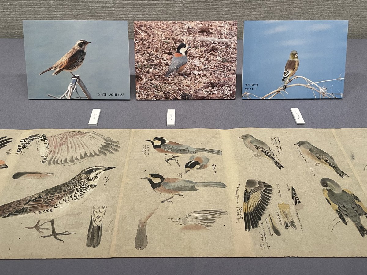 taktwi's tweet image. 三井記念美術館「花と鳥」

作品に添えられた、清水実学芸部長が撮影した写真も見応えあります。