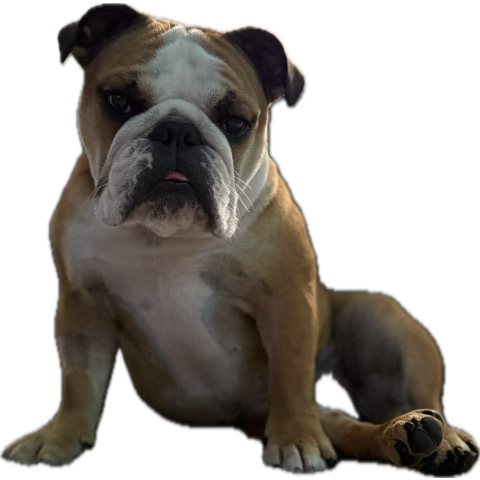 Teeter is having a sleepover this weekend at boarding because I’m in school all weekend ….and I miss her already. 🥺