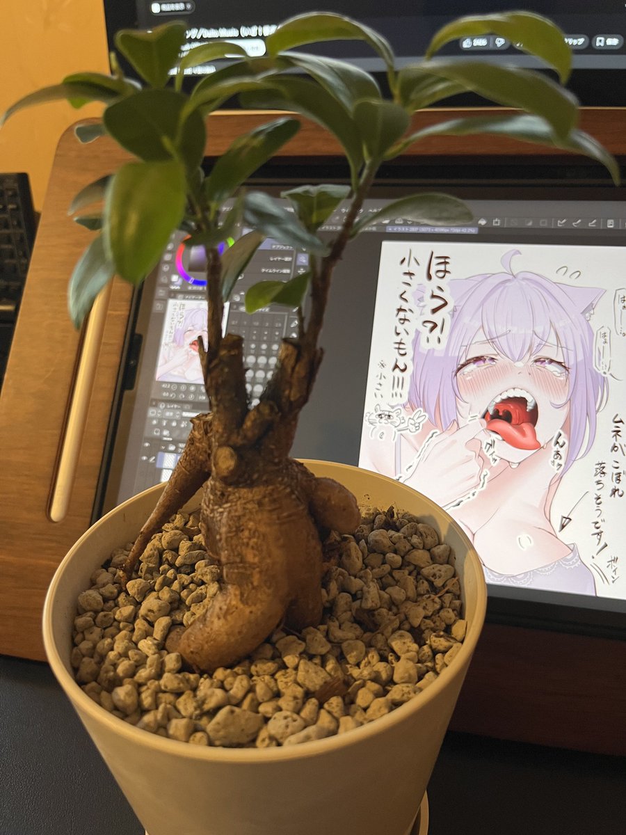 朝ガジュチェック 