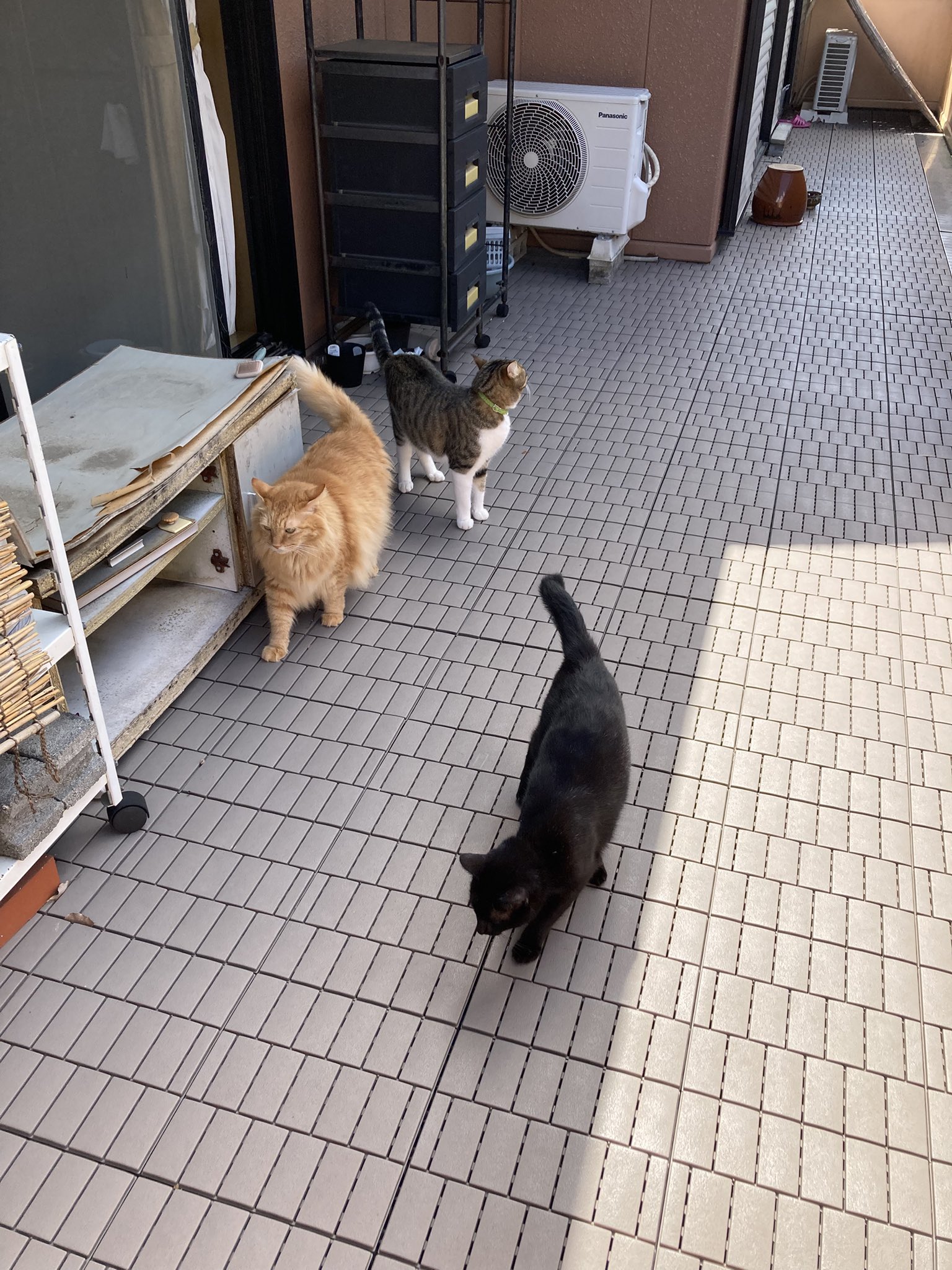 ネコワナンビキオッテモコマランと思う。ページ Micky(w/o e) on X: 