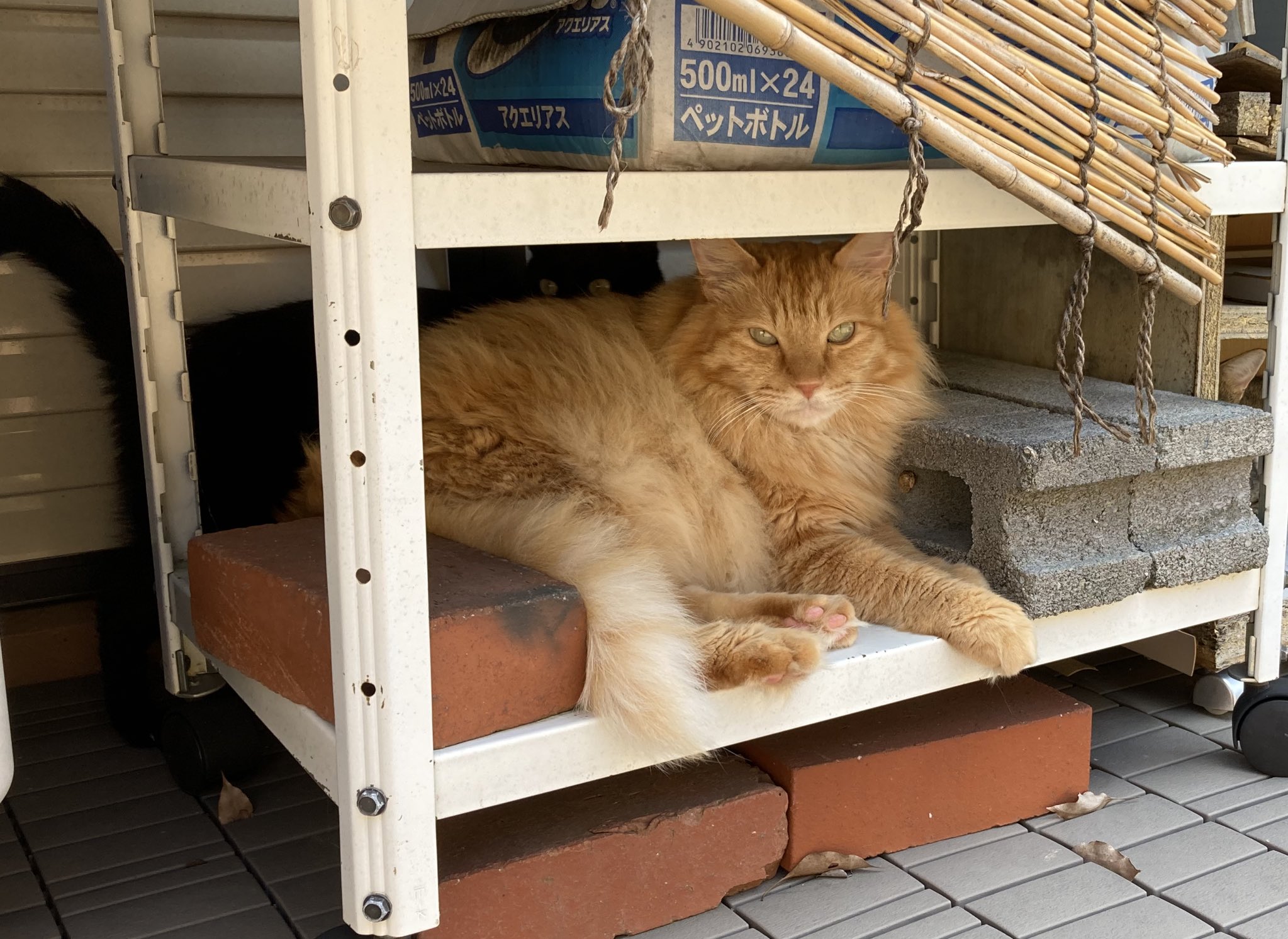 ⭐︎ランランページひ⭐︎のびねこ他⑥ 五十嵐健太@飛び猫®︎ on X: 