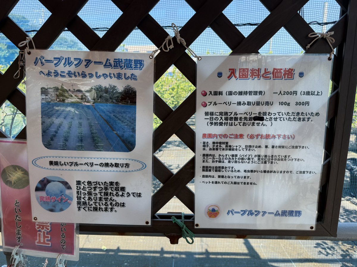 KichijojiTV1's tweet photo. ブルーベリー狩りの季節ですね🫐
武蔵野市内の農園、
やや涼しい朝、賑わってます。 https://t.co/HZlOfizLhc