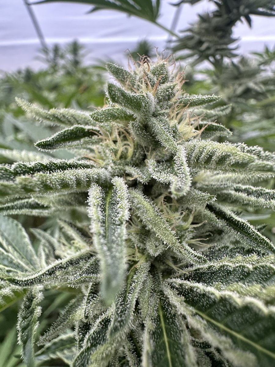 RealDealResin's tweet image. Day 32 for our in-house phenotype of @exoticgenetix Orangutan Titties (grease monkey x zkittlez) 🦧 We call this one “Zerenity” bc it’s an outlier phenotype and we got flagged too many times previous on IG for the labels saying “titties” 😂 Something to consider when naming…