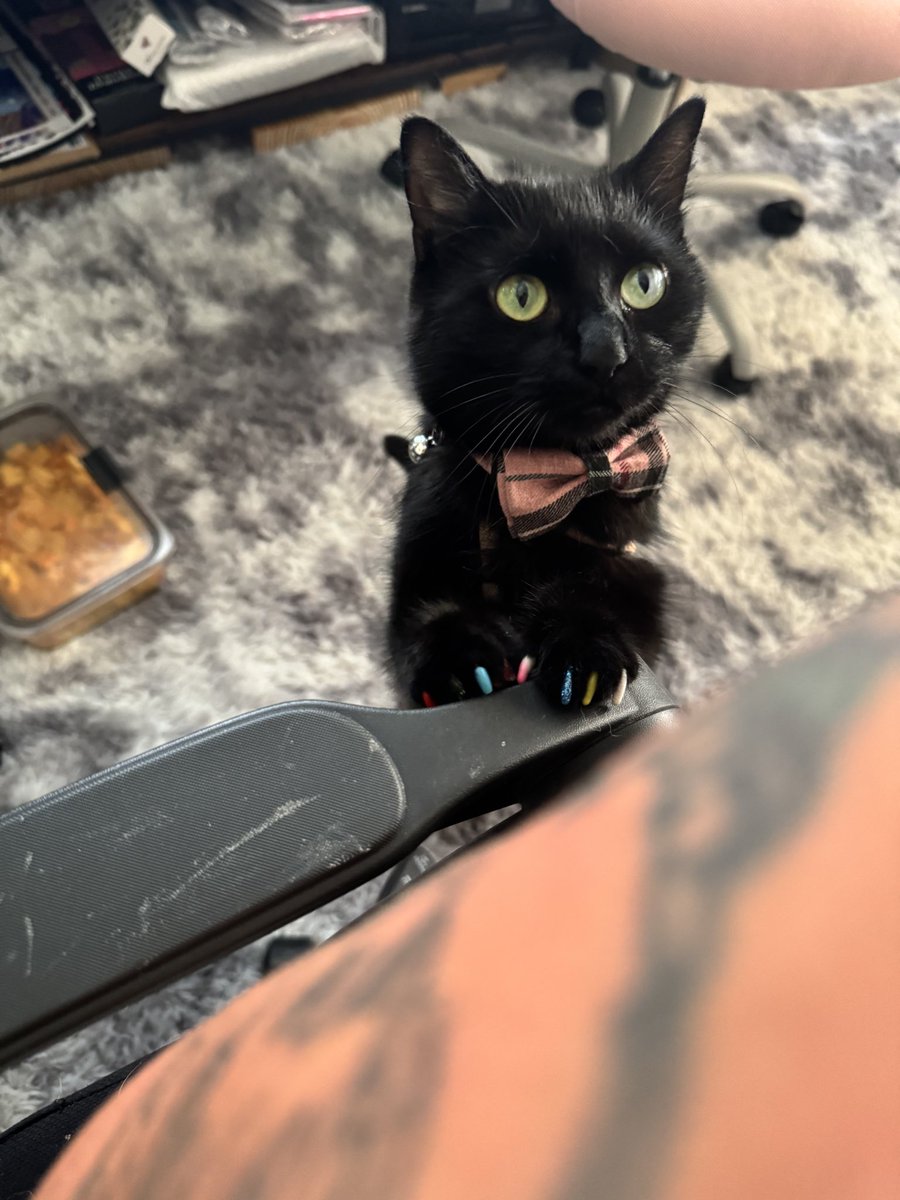 Be honest friends cause mom can’t decide, do I look cute or menacing in this picture? 😹💕🐾🏳️‍🌈 Hannah