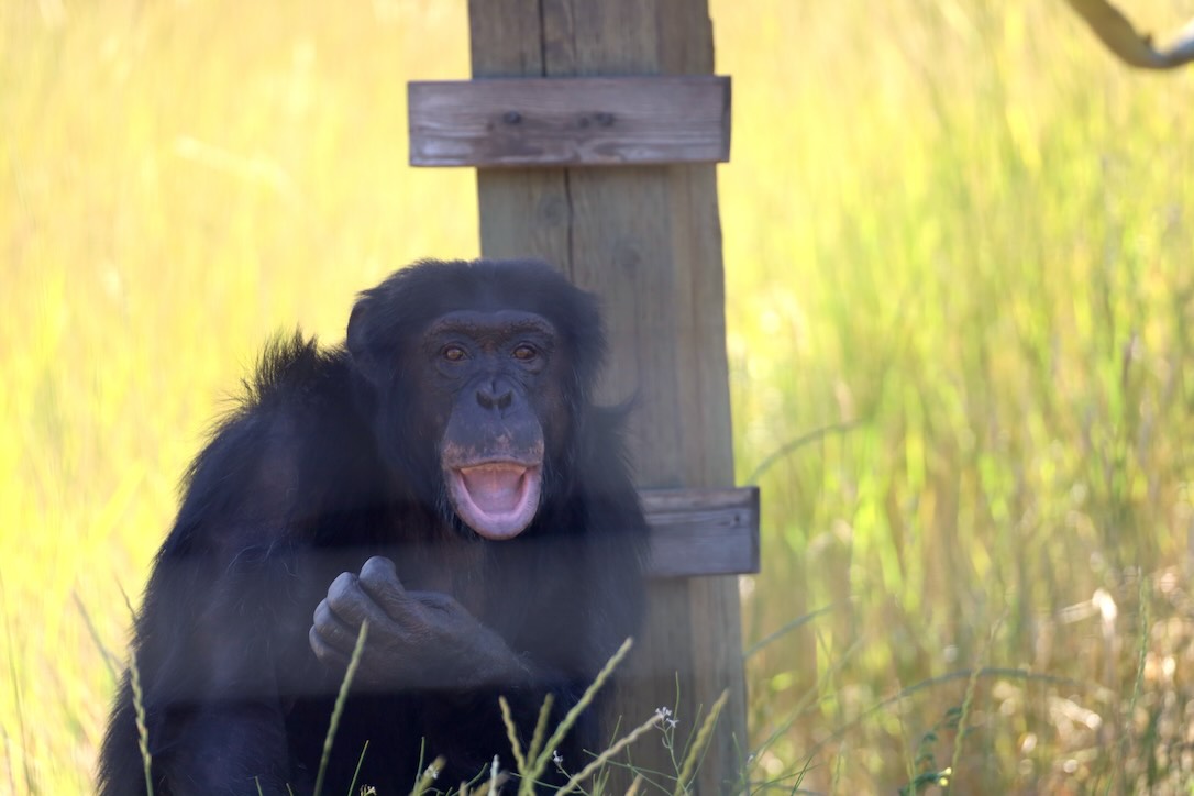ChimpSanctuary's tweet image. The Social Life of George -  chimpsnw.org/2025/07/the-so…