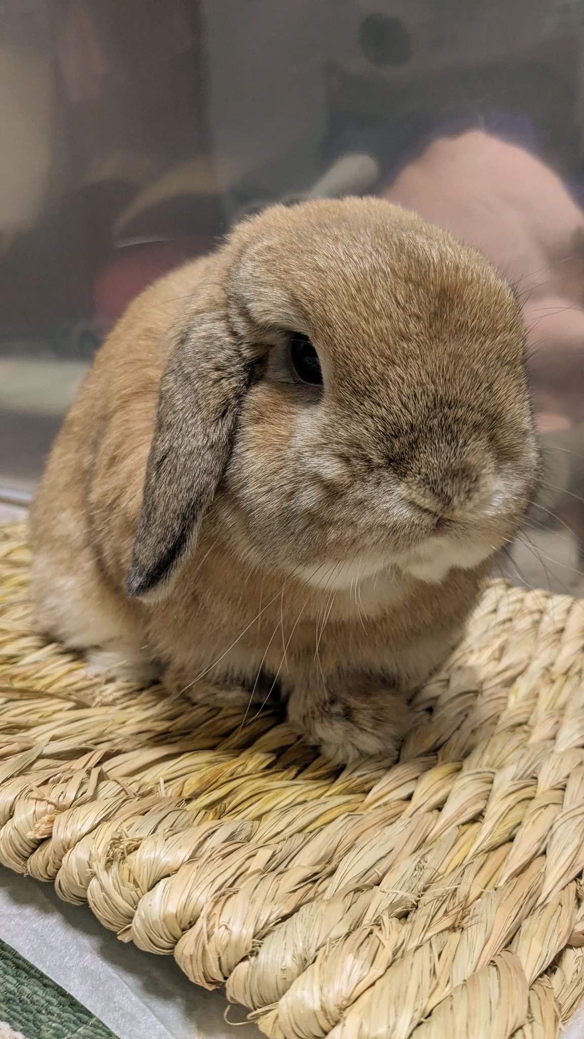 ヒノキのうさぎ様 15003 野うさぎ（耳上）：おもちゃ：百町森