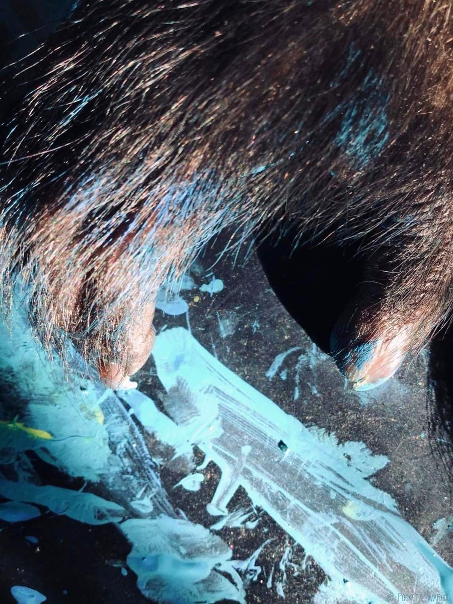 PocketsWarhol's tweet image. l’eau🌊🎨🐵