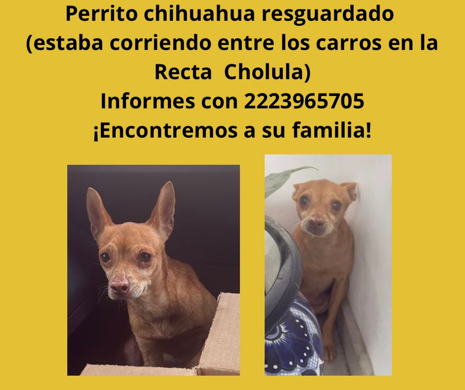 Víctor Cabrera (@victorcabreramx) on Twitter photo Hoy un lomito estuvo cerca de un accidente en la Recta a Cholula, gracias a un gesto humano está a salvo 📷📷. Si es tuyo, llama al 2223965705. Difunde para ayudar 📷 #PerritoPerdido #Cholula #RectaACholula 📷 Síguenos para más noticias del estado 📷 <a href="/VCNNoticiasmx/">VCN Noticias</a> Hoy un lomito estuvo cerca de un accidente en la Recta a Cholula, gracias a un gesto humano está a salvo 📷📷. Si es tuyo, llama al 2223965705. Difunde para ayudar 📷 #PerritoPerdido #Cholula #RectaACholula 📷 Síguenos para más noticias del estado 📷 <a href="/VCNNoticiasmx/">VCN Noticias</a>