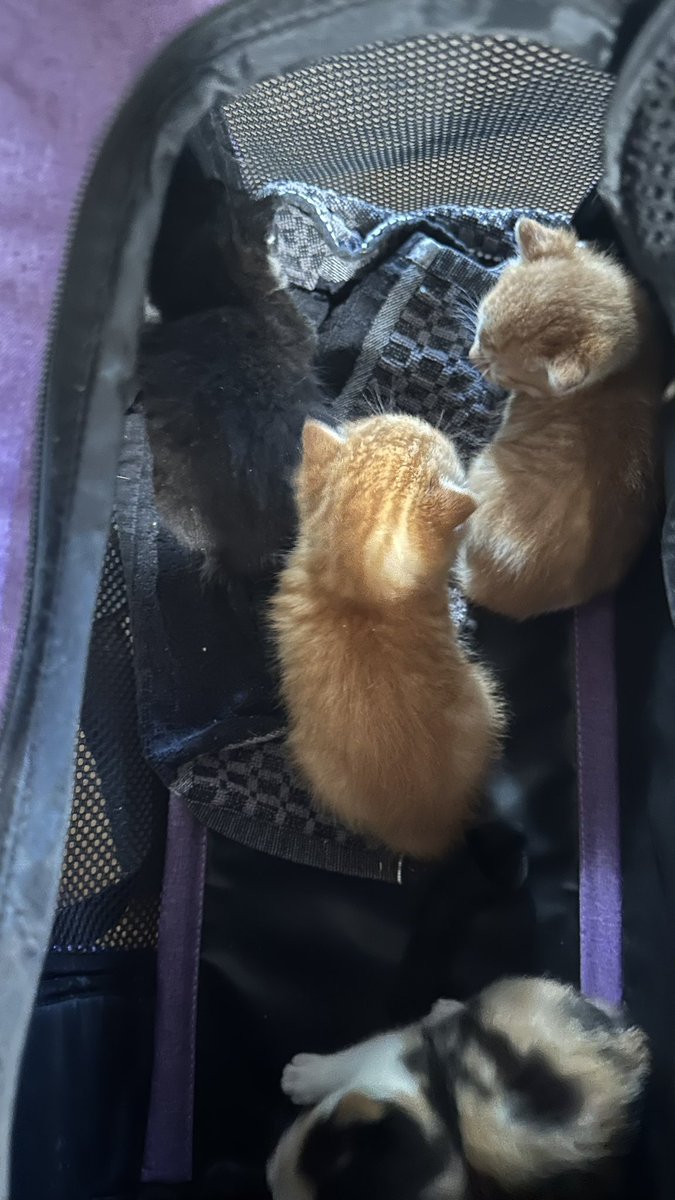 The cat distribution system chose me….

I was not prepared for this 😭
Luckily I have a lot of experience, but I was not expecting to get my mower out of the basement and discovering 4 3-week old kittens…