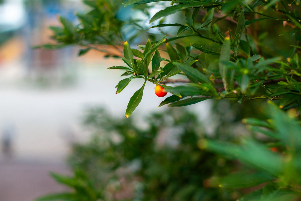 MacFan_kyousuke's tweet image. おはようございます🌞
中々の暑さです!熱中症には気をつけましょうね。
Panasonic LUMIX DMC-GF1
TTArtisan 35mm f1.4
#LUMIX
#LUMIXで切り撮る日常
#photography
#写真好きな人と繋がりたい
#写真撮ってる人と繋がりたい
#kyousukecamera