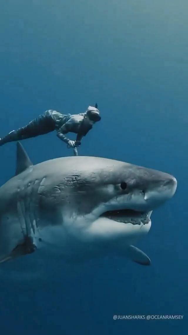 NaulsThingDB's tweet image. So much right in one image
Mermaid
Shark
Sea

Not sure why a mermaid needs snorkel gear