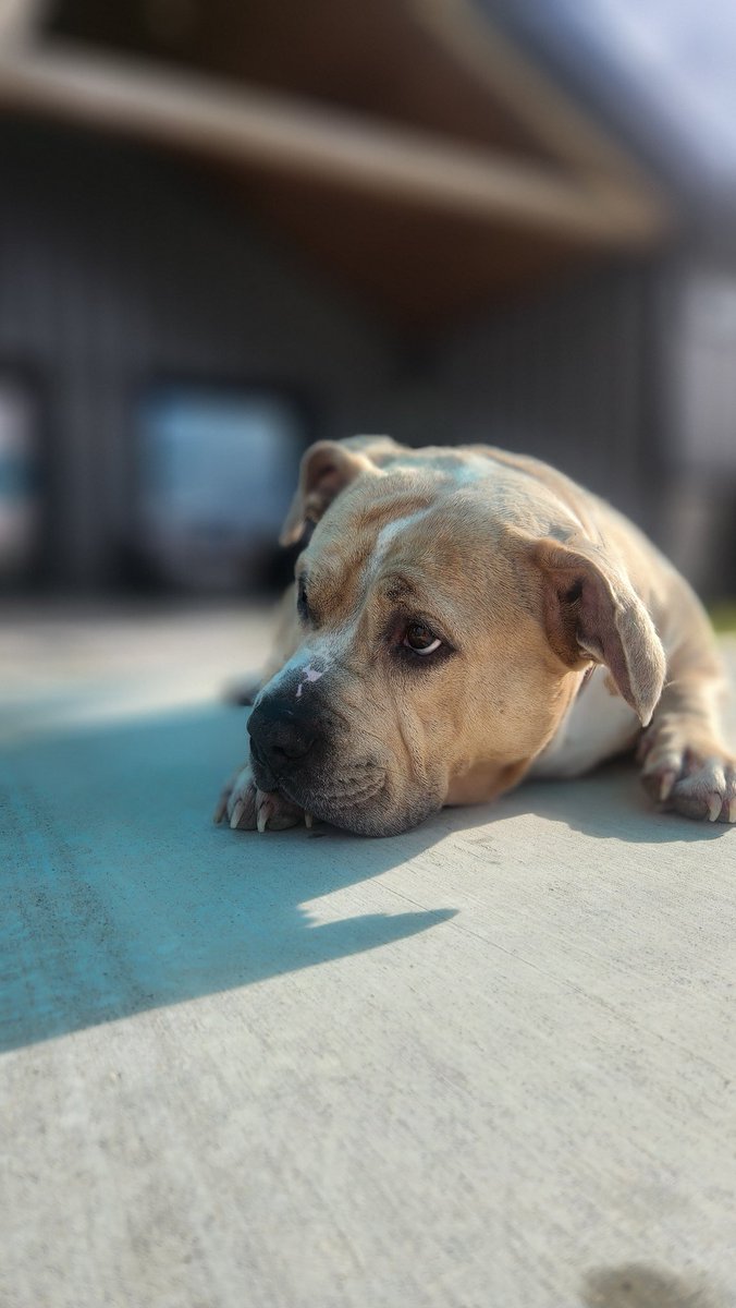 mbreezy's tweet image. My dog, Kali. She's exhausted and chills with me while I'm in the pool.