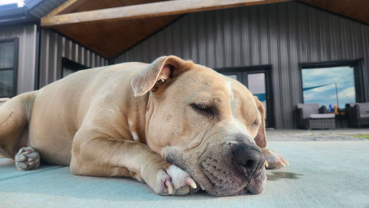 mbreezy's tweet image. My dog, Kali. She's exhausted and chills with me while I'm in the pool.