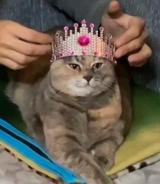 orwasitcamel's tweet image. Apparently??? A year ago??? Happy first birthday to user orwasitcamel, all you’ve done is wish death upon Callum and make angsty posts—absolute icon 🙂↕️💕#MyXAnniversary (Twitter 👹)