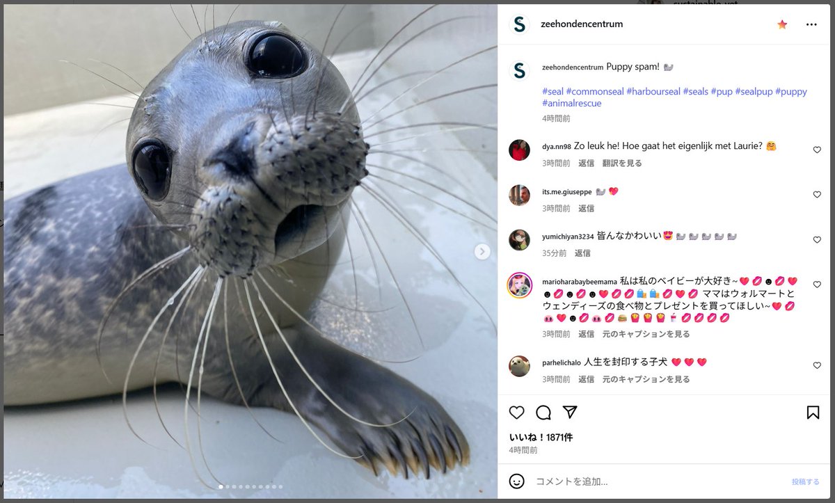 ginkoji's tweet image. Puppy spam! ?
スパム?
それはこの子の名前?
新茶?それとも改名?
#アザラシ幼稚園
#wecwaddenzee