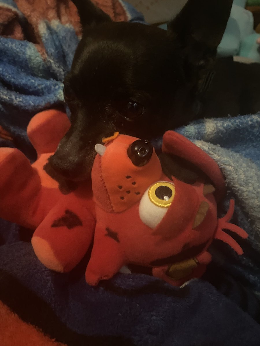 AWWWW MY DOG WAS SLEEPING WITH MY WITHERED FOXY CUSTOM PLUSH 🥹🥹🥹