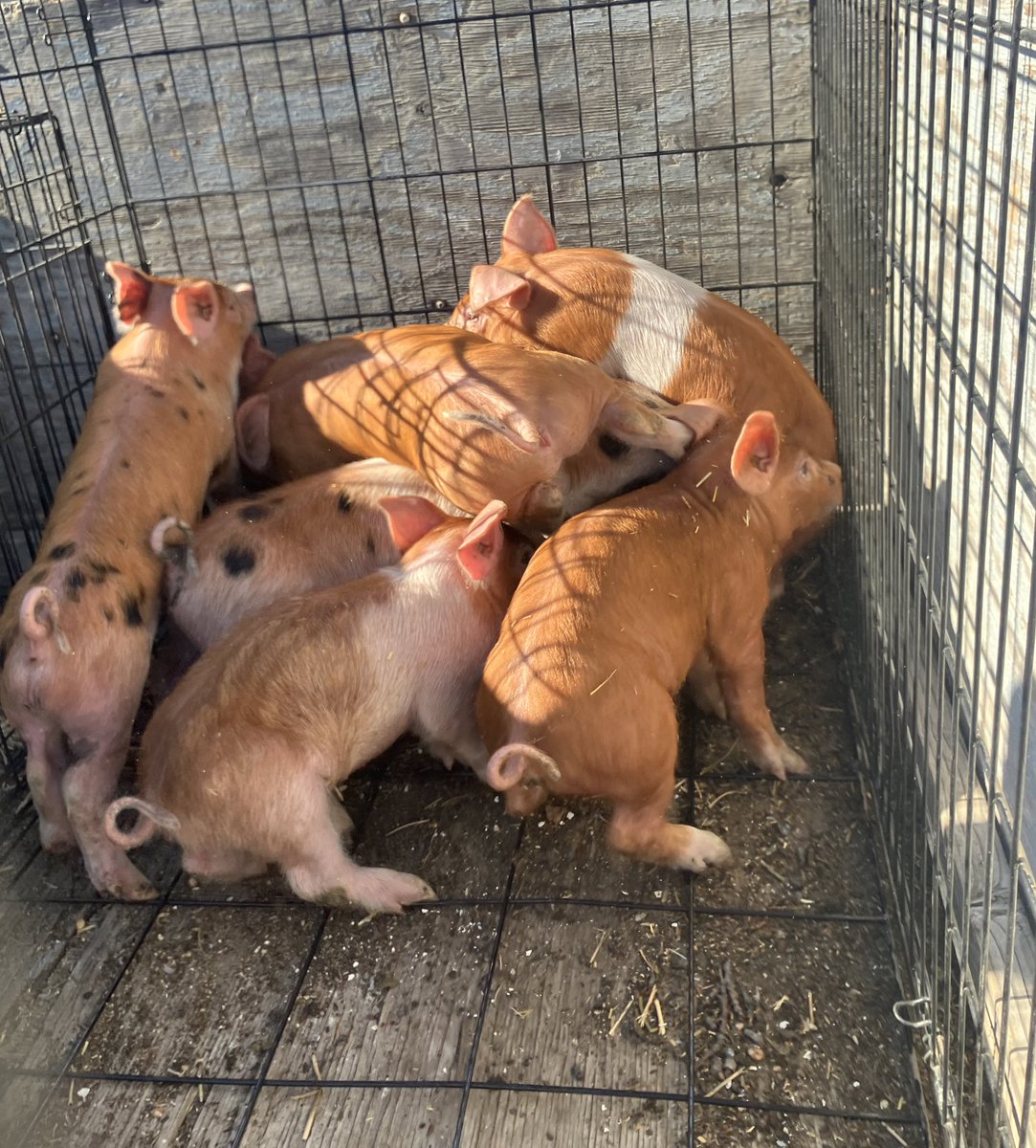ustutsufuf's tweet image. Got piggies!