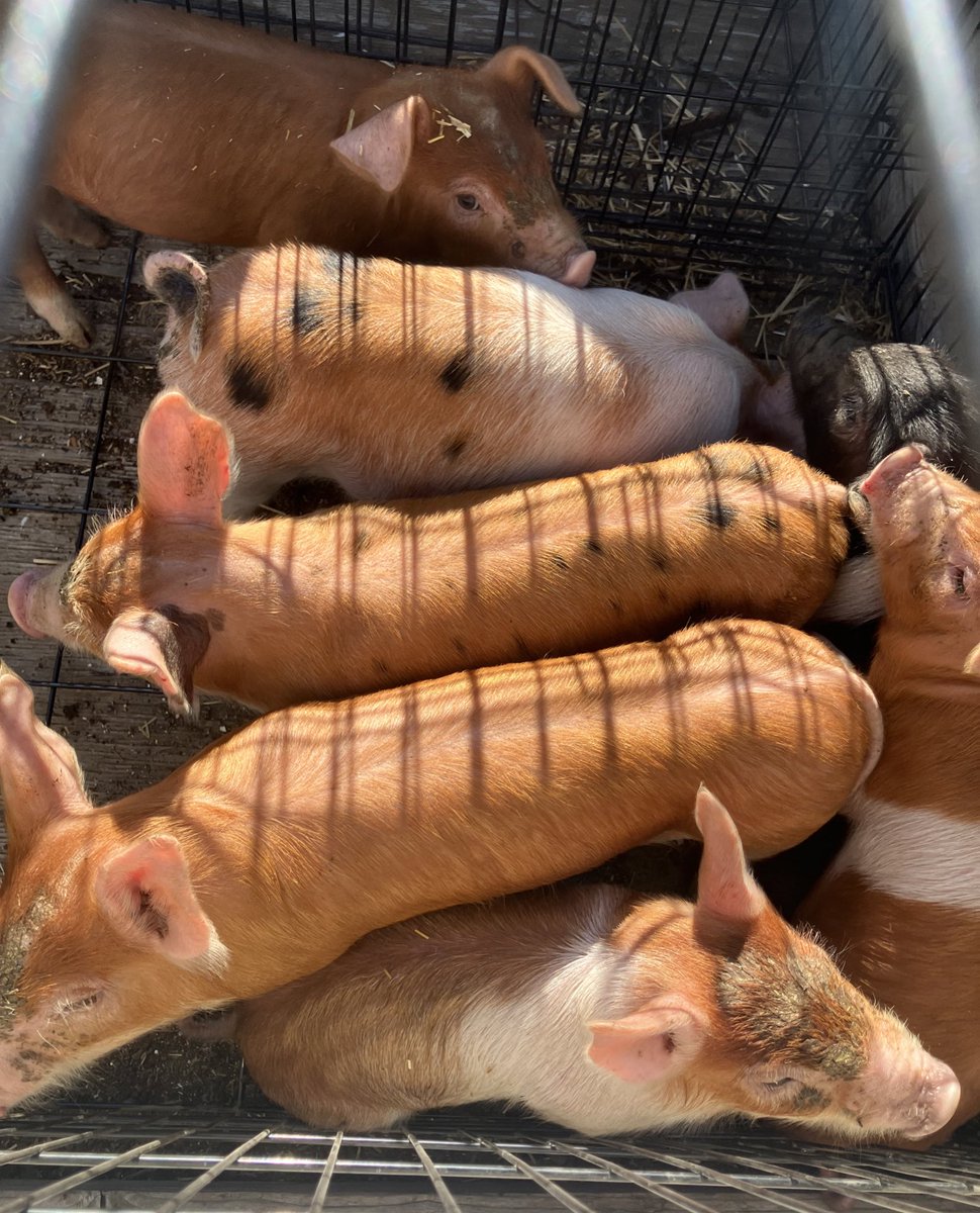 ustutsufuf's tweet image. Got piggies!