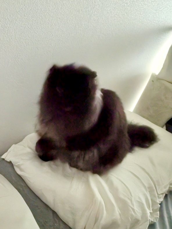 necosan__cat's tweet image. 未確認生命体が発見されました
