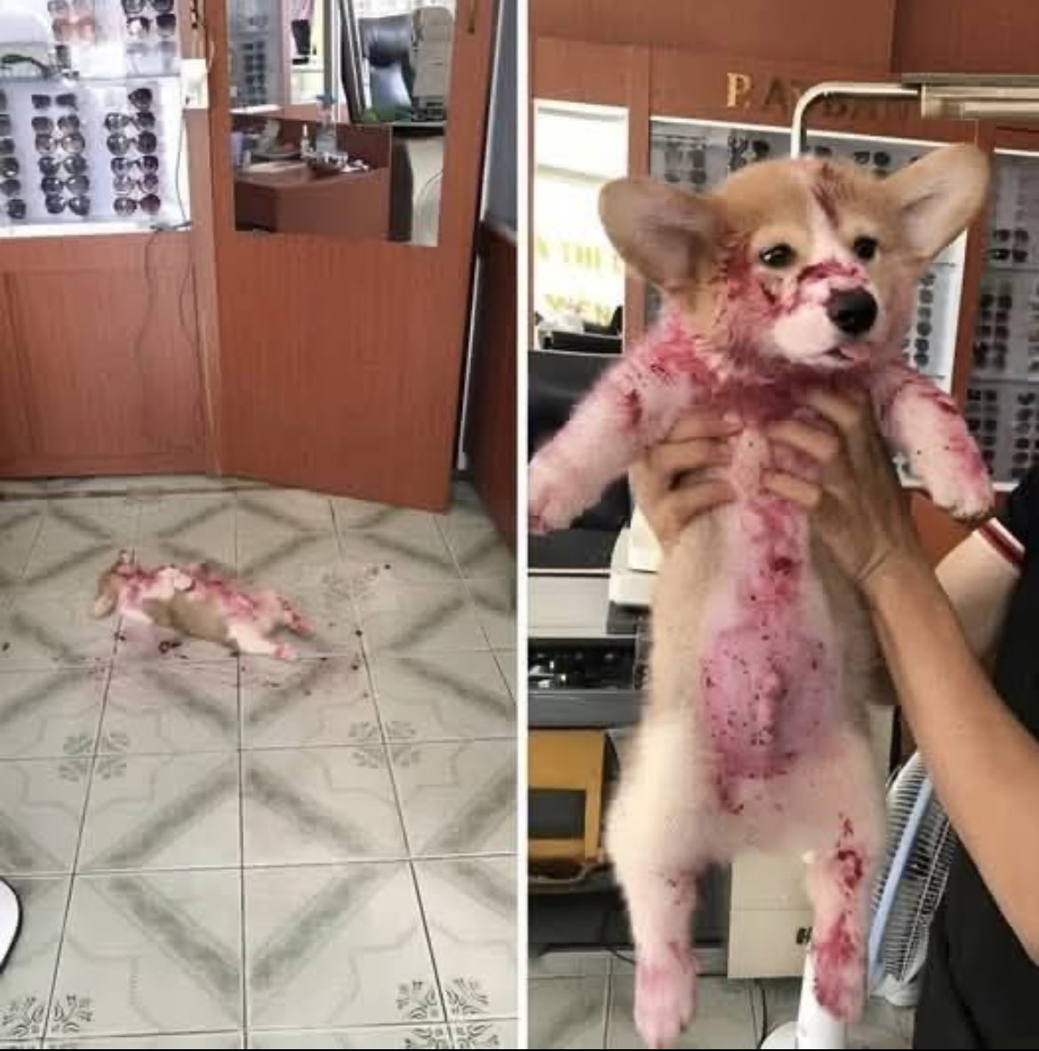 Alguien encontró a este cachorro tirado en el suelo de una tienda, rodeado de algo que parecía sangre. Pensaron que había sido atacado, herido y que estaba sangrando profusamente.

Pero la verdad era mucho menos dramática. Resulta que este pequeño travieso se había comido un