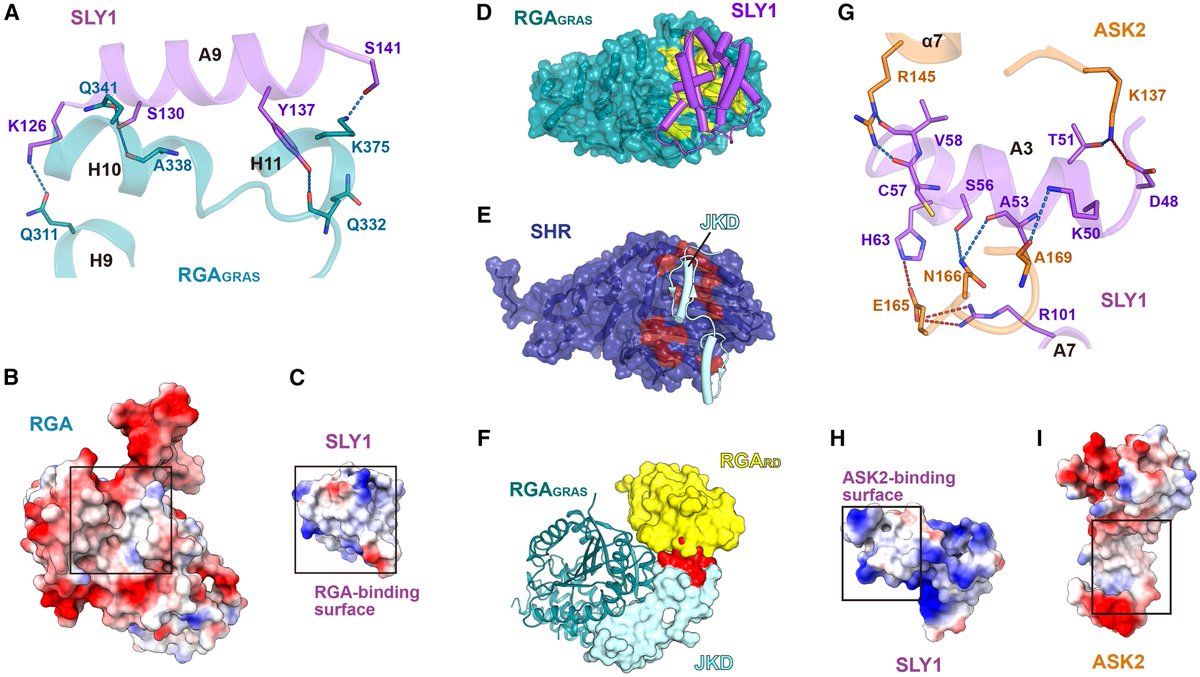 sci_plant's tweet image. Structural insights into gibberellin-mediated DELLA protein degradation
cell.com/molecular-plan…
♻️