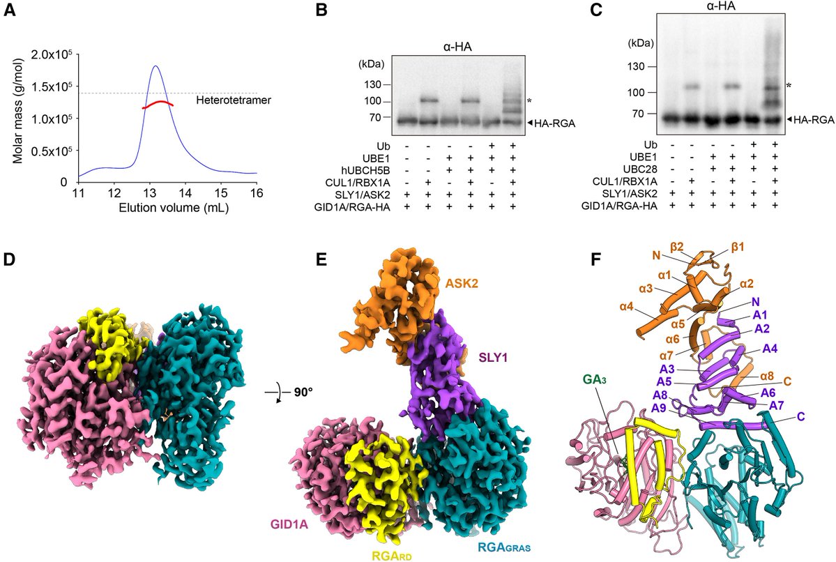 sci_plant's tweet image. Structural insights into gibberellin-mediated DELLA protein degradation
cell.com/molecular-plan…
♻️