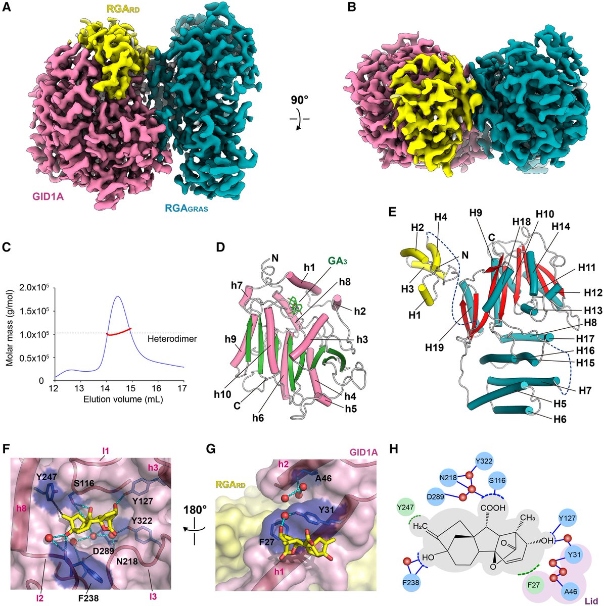 sci_plant's tweet image. Structural insights into gibberellin-mediated DELLA protein degradation
cell.com/molecular-plan…
♻️