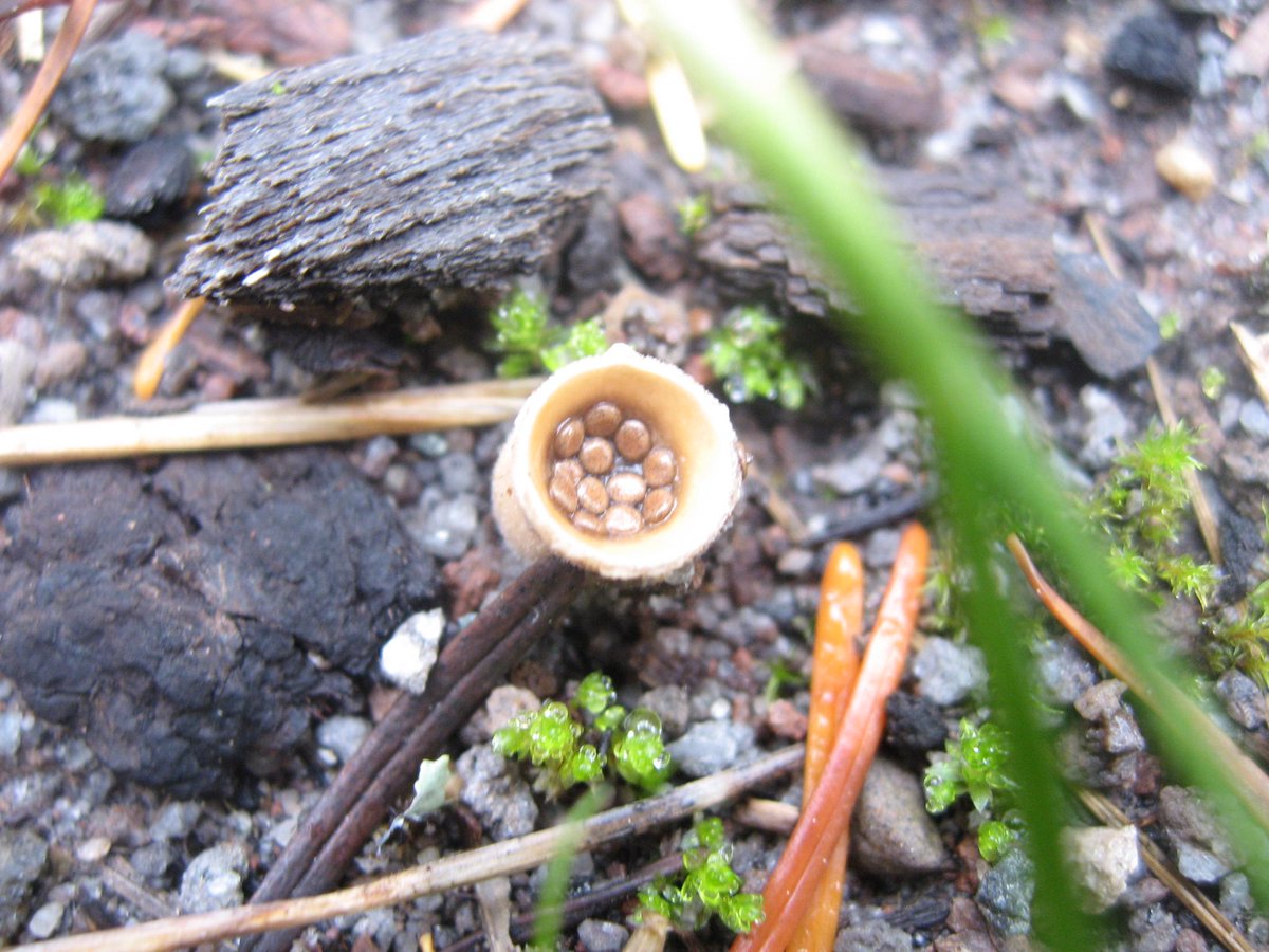 WhimsicalFarmgr's tweet image. Did you know there are birds nest wee mushies??