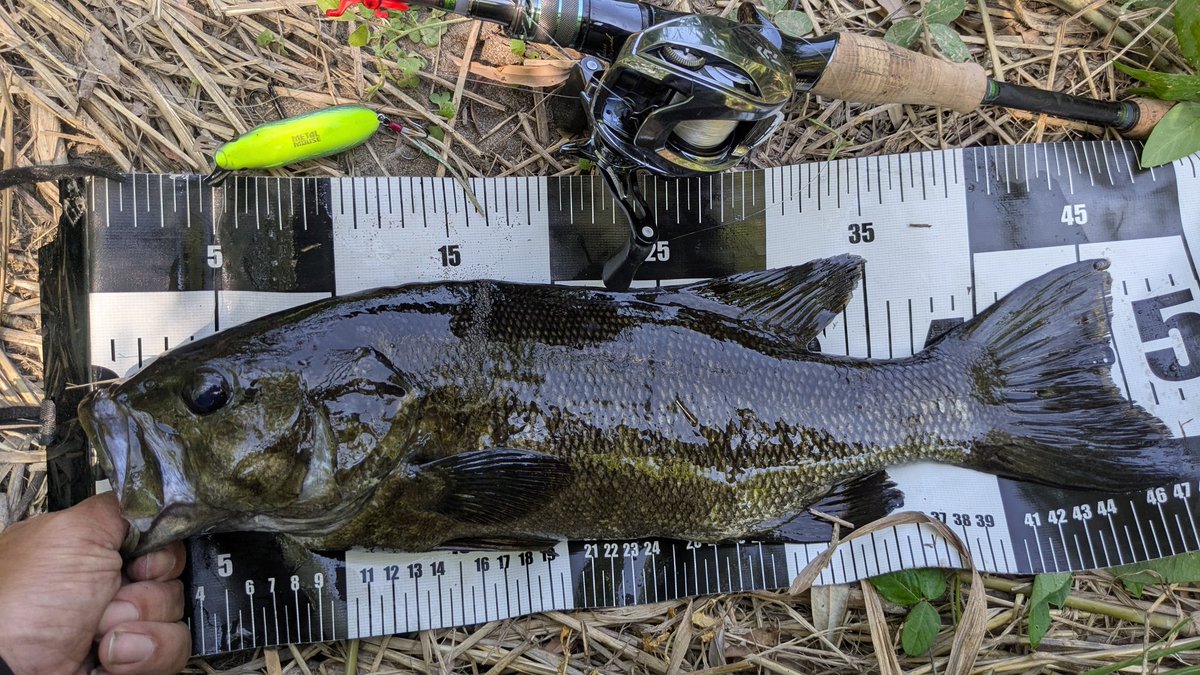 暑すぎてもうやめる〜🎣🌞🥵
朝４時〜９時まで🕓🕘
現地到着後間もなくヘリコプター！😩🚁
農薬散布ダァ〜
全く反応なし😅
デコるかも？😅
帰りに際にあそこよってメタルマウス🐭を
チョロチョロと良型釣れた〜😁