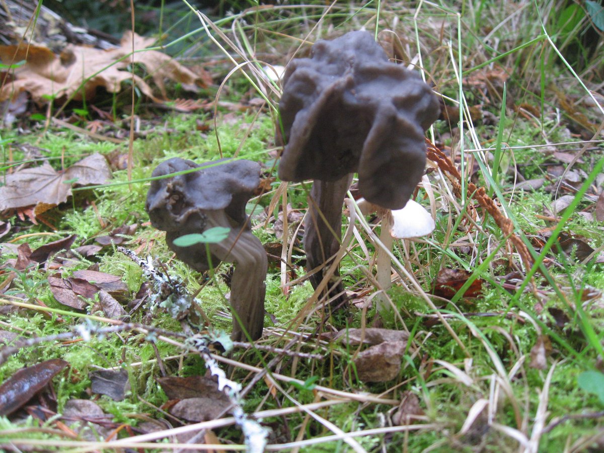 WhimsicalFarmgr's tweet image. There ya go, that’s my mushroom trip! 😂😂😂 They are certainly fascinating.
